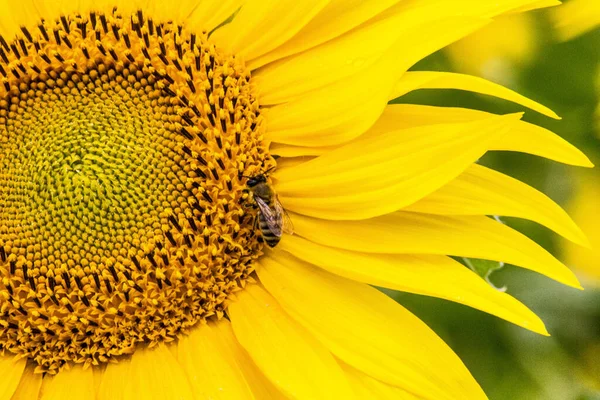 Close Shot Bee Sunflower Field — Zdjęcie stockowe