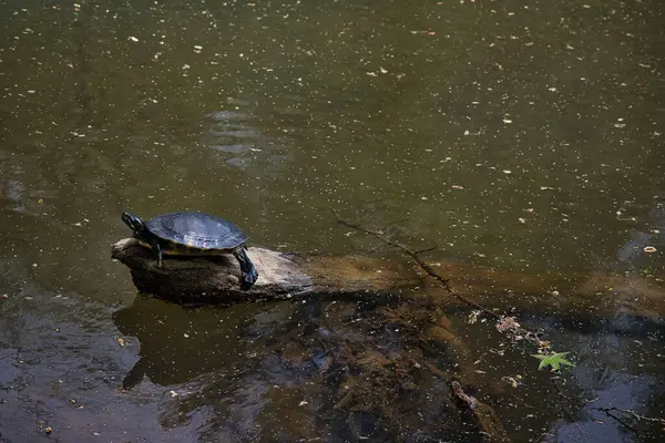 Turtles Enjoying Sunny Afternoon — Stok fotoğraf