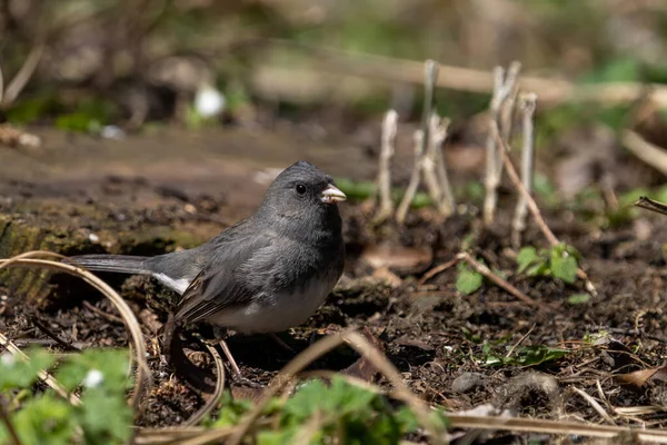 Primer Plano Junco Negro Ojos Oscuros Junco Hyemalis Suelo — Foto de Stock