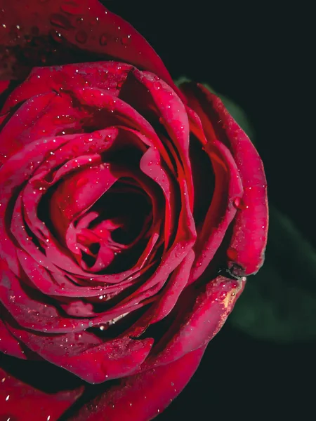 Vertical Closeup Shot Sparkling Red Rose — Stock Photo, Image