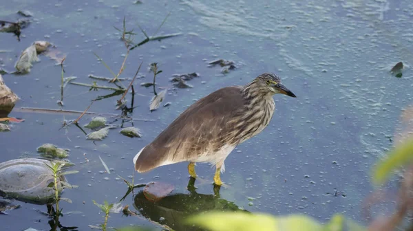 Närbild Bild Bild Indiska Damm Heron Födosök För Mat Sjön — Stockfoto