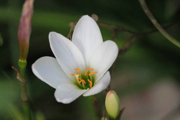 Красивые Белые Цветы Лилии Ярким Солнечным Светом — стоковое фото
