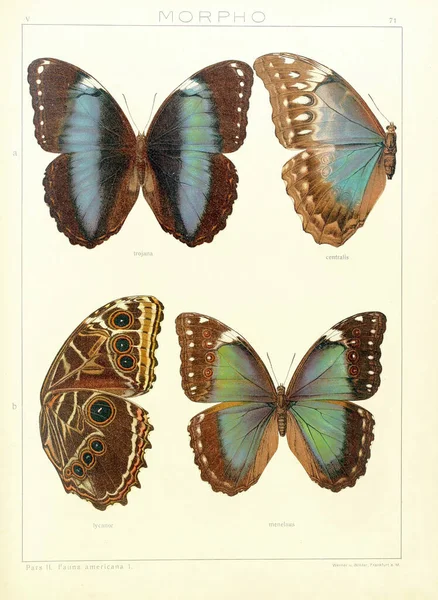 Vertical 19Th Century Vintage Illustration Collectible Butterflies Beige Background — Stockfoto