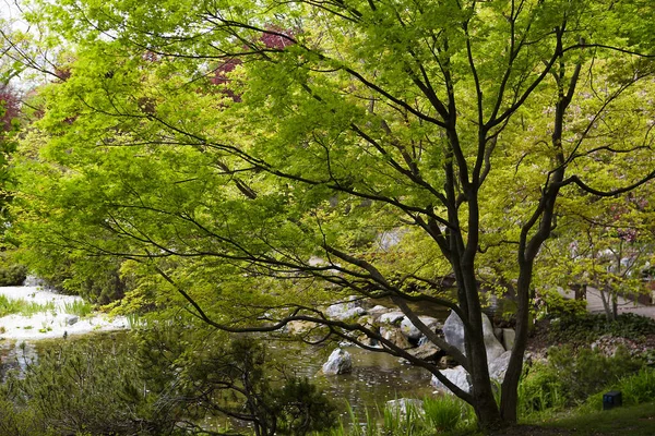 Lago Tranquilo Rodeado Árboles Verdes Jardín Japonés —  Fotos de Stock