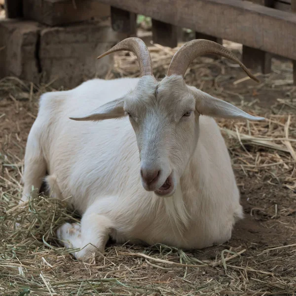 角山羊一种角躺在农场地上的白山羊 — 图库照片
