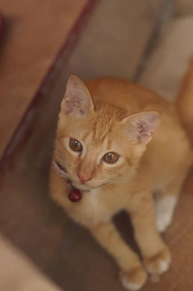 Ένα Κάθετο Πλάνο Μιας Χαριτωμένης Μικρής Κοκκινομάλλας Γάτας Ένα Θολό — Φωτογραφία Αρχείου