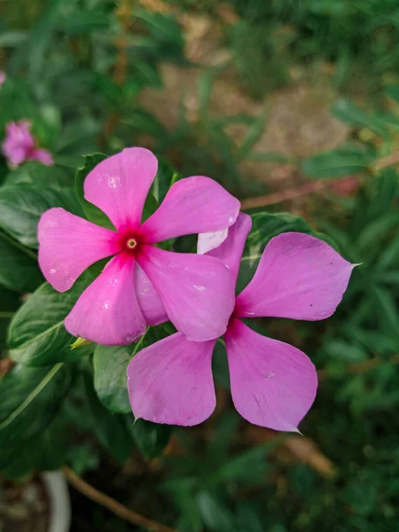Ένα Επιλεκτικό Ροζ Geranium Λουλούδια — Φωτογραφία Αρχείου