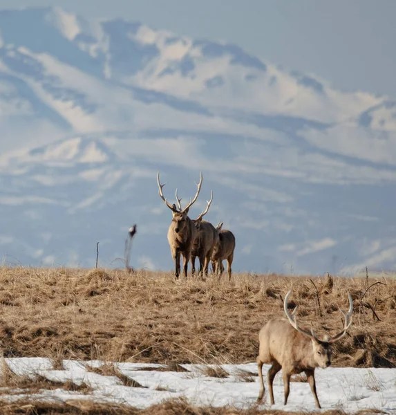 Scenic View Herd Tule Elks Beautiful Antlers Walking Dried Grass — Stock Photo, Image