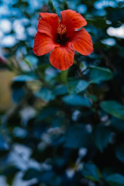 Вертикальний Крупним Планом Знімок Червоної Квіткової Рослини Розмитому Фоні — стокове фото