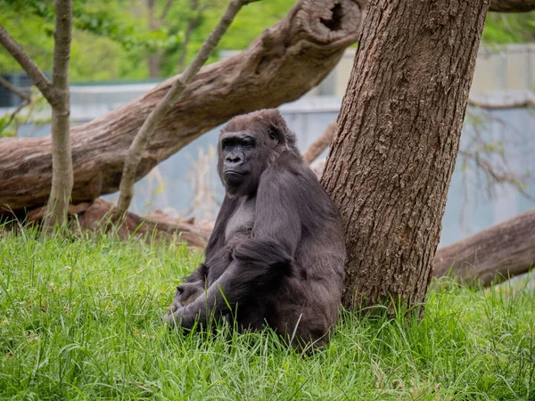 一只可爱的大猩猩坐在公园湖边的草丛中的特写镜头 — 图库照片
