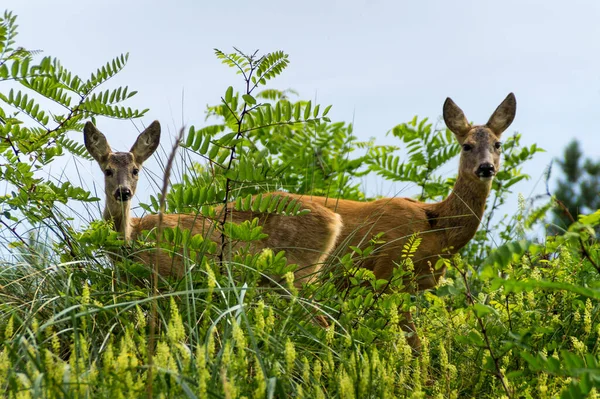 緑の森の中で2匹の鹿の美しいショット — ストック写真