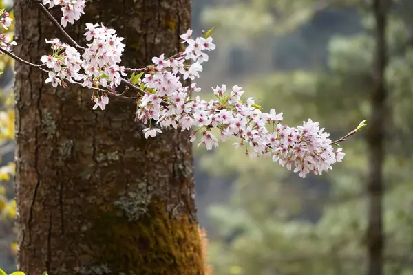 Pembe Çiçeklerin Manzarası Bulanık Bir Arka Plandaki Bir Dalda — Stok fotoğraf