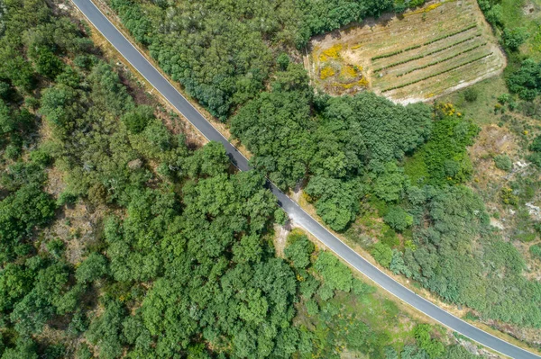 Aerial View Road Holm Oak Forest Zenithal Shot — Foto Stock