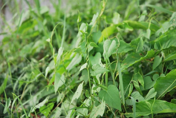 Eine Nahaufnahme Von Frischen Grünen Blättern Und Gras — Stockfoto