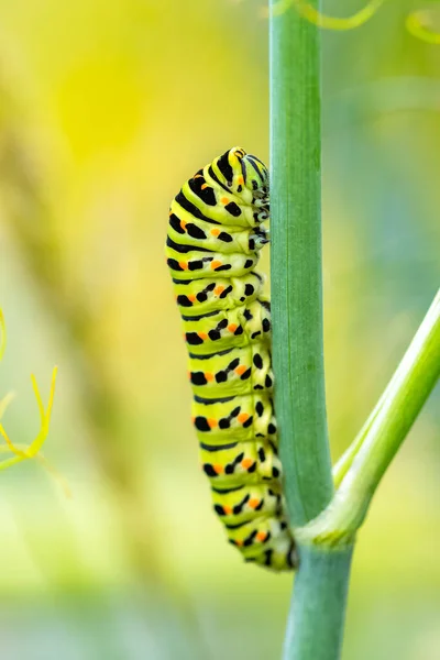 Caterpillar Gammal Värld Svälja Papilio Machaon Fänkål Stam — Stockfoto