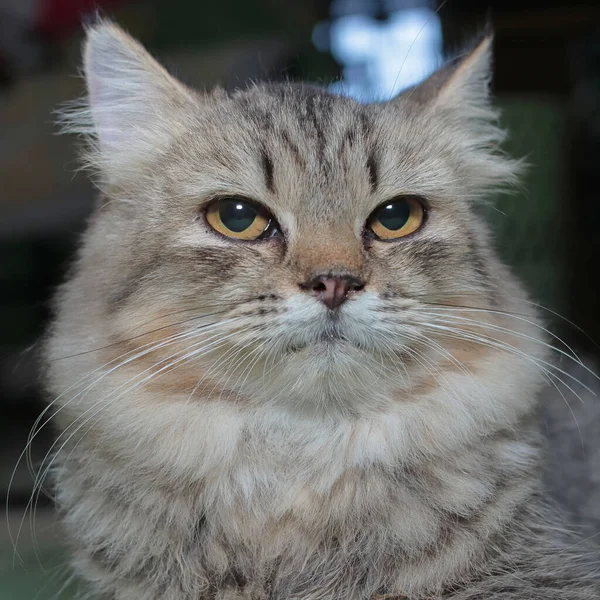 Ένα Κοντινό Πλάνο Μιας Χαριτωμένης Θηλυκής Γάτας Πυκνή Γούνα Θολή — Φωτογραφία Αρχείου