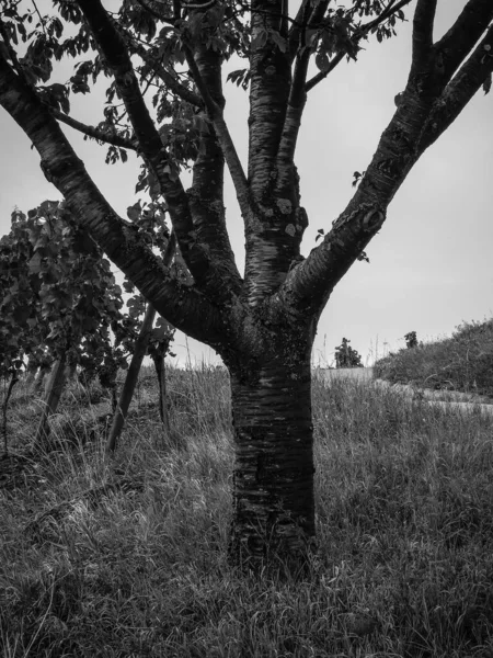 Gråskala Ett Träd Ett Fält — Stockfoto