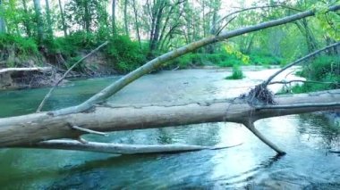 A closeup of a Poplar tree in Ega river in Navarre, Spain