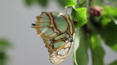 A closeup shot of a beautiful Lemon Pansy butterfly (Precis lemonias) perched on a green leaf