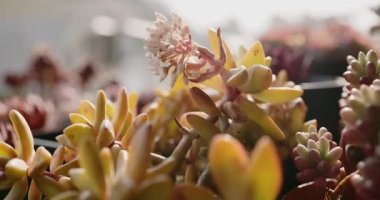 A closeup of tiny green succulent plants in pots in sunlight