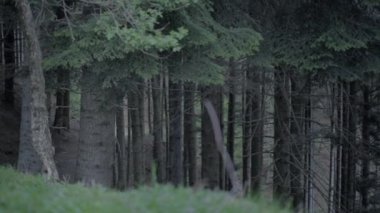 Valle di Muggio, Ticino, İsviçre 'deki ormandaki ağaçlar