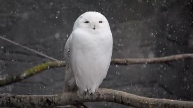 Karlı havada kameradan yüzünü çeviren bir kar baykuşunun yavaş çekimi.