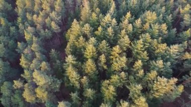 Almanya 'nın Bavyera şehrinde güneşli bir günde ormanlarla kaplı tepelere yakın bir kasabanın kuş bakışı görüntüsü.