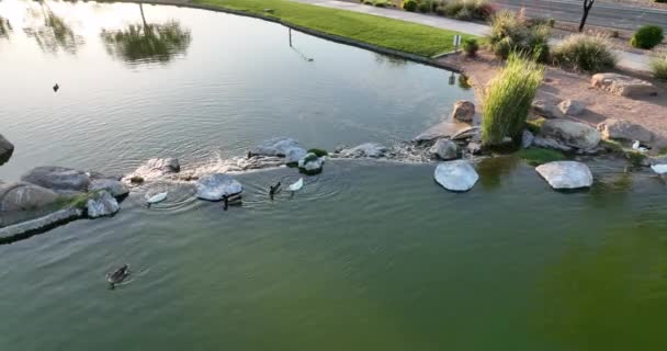 Vzdušný Pohled Kachny Plavající Jezírku Parku Arizoně — Stock video