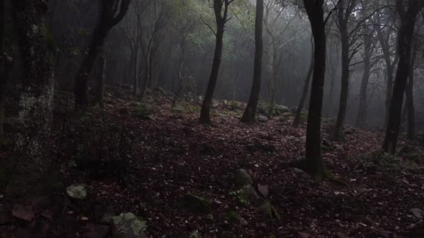 Krásný Výhled Krajinu Padlých Podzimních Listů Zemi Lesa Pokrytého Mlhou — Stock video