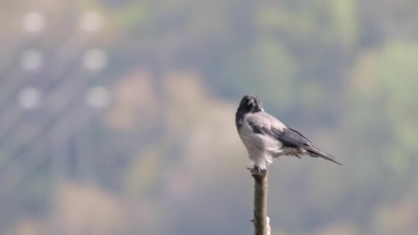 Shallow Focus Corvus Cornix Bird Standing Tree Blurry Background — Stockvideo