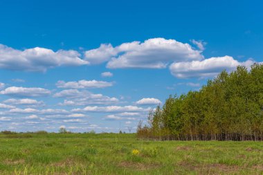 A Beautiful landscape of green grass with trees and plants against a blue cloudy sky
