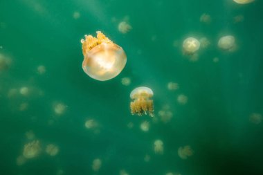 Palau 'daki Eil Malk adasında bulunan deniz anası gölü.