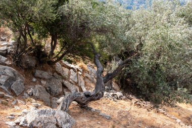 Tepenin kayalık kısımları arasında yetişen bazı eski zeytin ağaçları