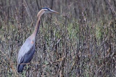 Tarladaki gri balıkçıl balığının yakın çekimi.