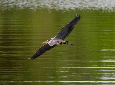 Büyük mavi balıkçıl gün ışığında tamamen açık kanatları olan bir gölün üzerinde uçuyor.