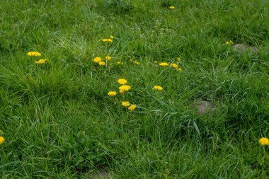 Çimenlerin üzerinde karahindiba resmi.