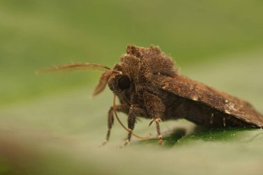 Kahverengi kır güvesi Charanyca ferruginea 'ya yakın, bahçede yeşil bir yaprağın üzerinde oturuyor.