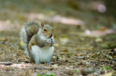 Orman zemininde oturan gri bir sincap.