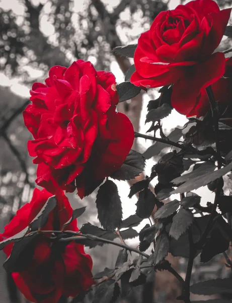 Eine Vertikale Nahaufnahme Von Roten Rosen Einem Garten — Stockfoto