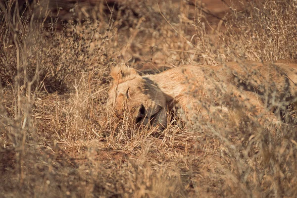 Scenic View Lion Game Reserve Africa Surrounded Wild Nature — Stock Photo, Image