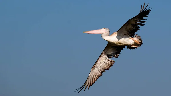 Pelicano Voando Céu Azul — Fotografia de Stock