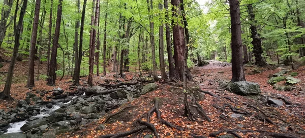 Panoramic Shot Bases Tall Skinny Trees Forest Small River Flowing — Stock Photo, Image