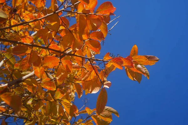 Detailní Záběr Jasně Oranžového Podzimního Listí Proti Modré Obloze Nyssa — Stock fotografie