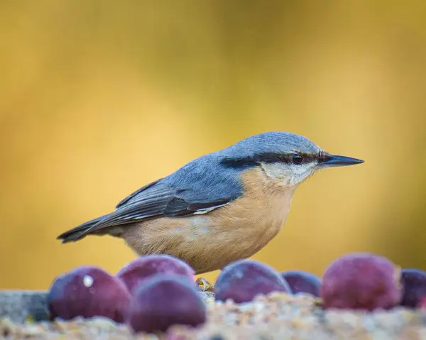 Närbild Eurasiska Nuthatch Fågel Suddig Bakgrund — Stockfoto