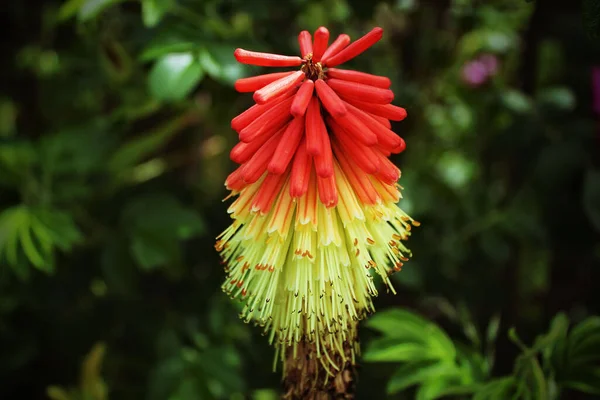 Ένα Κόκκινο Καυτό Λουλούδι Πόκερ Κρίνος Πυρσός Ένα Λιβάδι Στο — Φωτογραφία Αρχείου