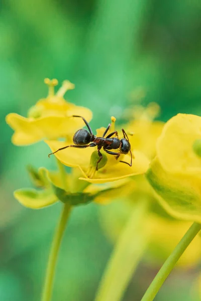 ユーフォルビアに黒アリの選択的フォーカスショットNicaeensis 素敵な衝動 — ストック写真