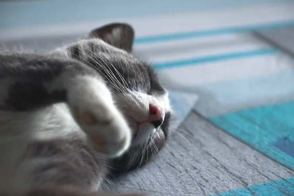 Closeup Shot Gray Cat Sleeping Peacefully Bed — Stock Photo, Image