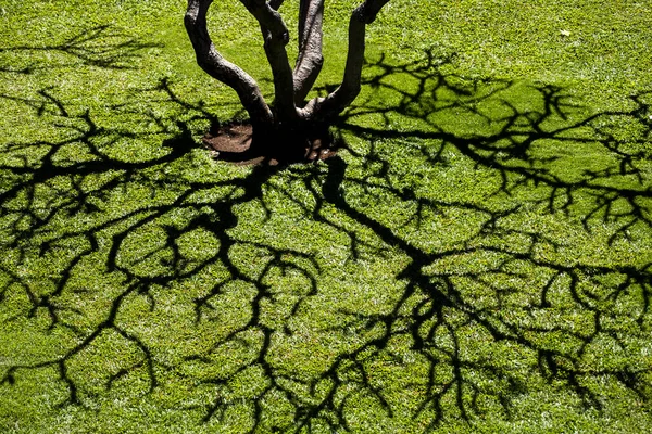 ハワイ州マウイ島の芝生の上にある大きなオークの木の枝の美しい景色 — ストック写真