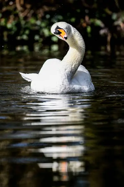 Tiro Vertical Cisne Blanco Nadando Agua Parque — Foto de Stock