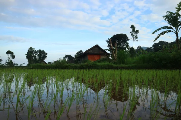 A rice field in water in a rural area with a wooden house in the background